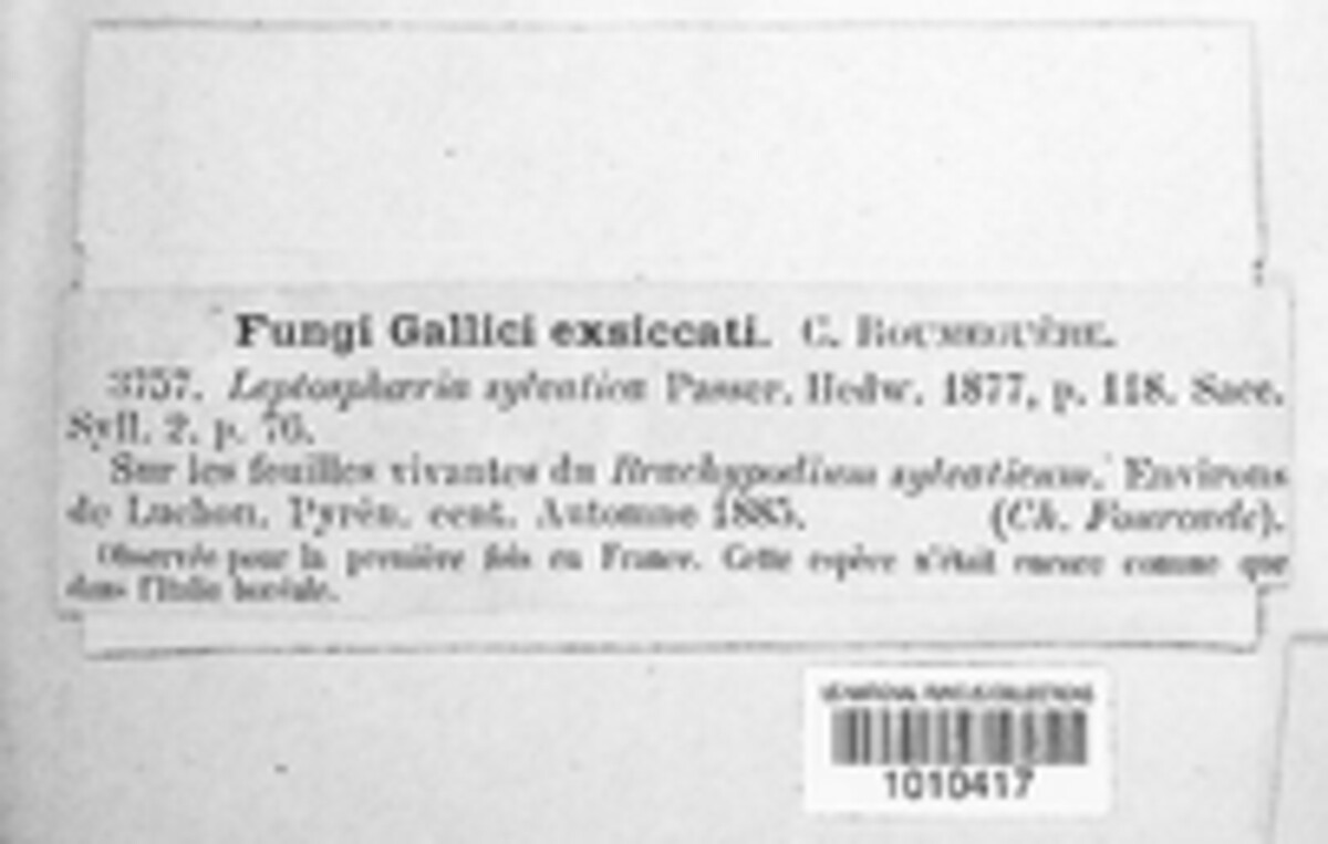 Phaeosphaeria image